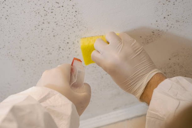 Best Water Damage & Mold Remediation  in Durham, CA