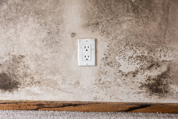 Best Attic Mold Removal  in Durham, CA