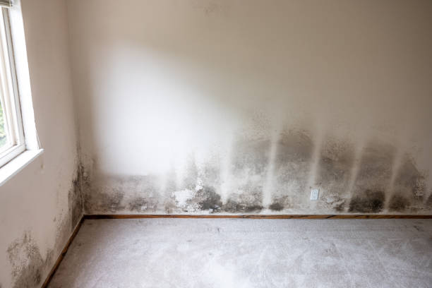 Best Mold Odor Removal Services  in Durham, CA